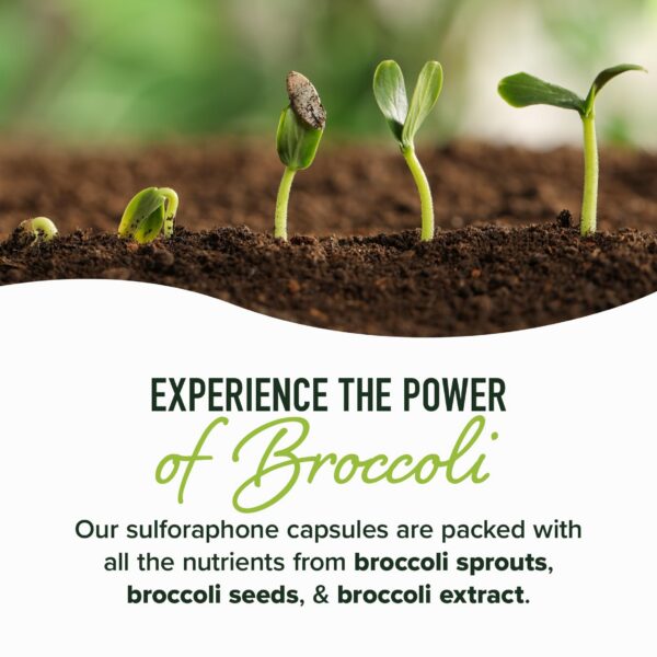 Version 1.0.0 Enzima myrosinase para potenciar sulforafano