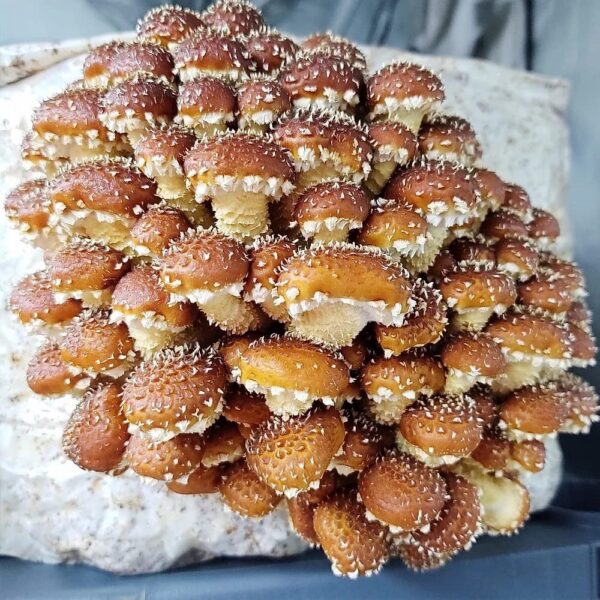 Frascos con cultivos líquidos de hongos ostra para cultivo rápido