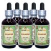 Frascos de extracto sin alcohol de Bugleweed HerbalTerra