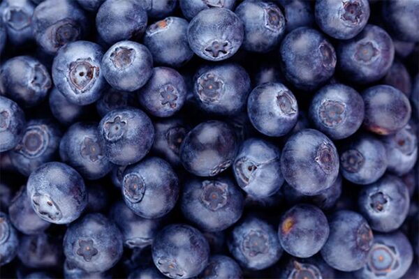 Fruta de arándano fruta nativa Europa Norte