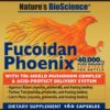 Fucoidan Phoenix cápsulas vegetarianas resistentes ácido