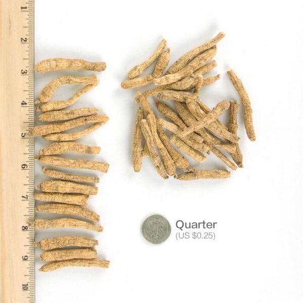 Version 1.0.0 Ginseng americano para té y cocina cultivado en wisconsin