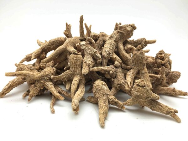 Ginseng americano raíz entera debido a calidad Wisconsin