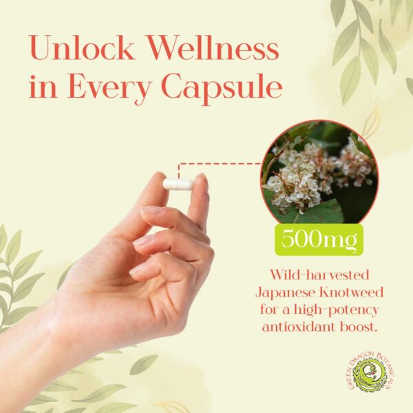 Version 1.0.0 Frasco Knotweed japonés 500 mg