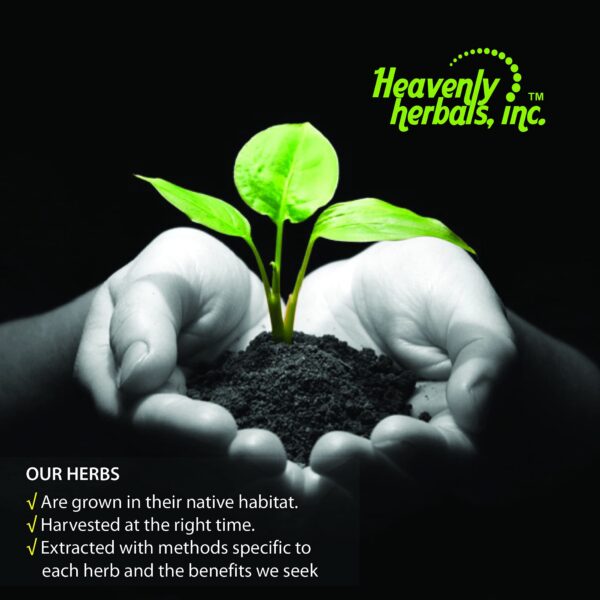 Frasco Gotas Bacopa extracto herbal para enfoque y memoria