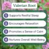 Etiqueta tintura valeriana raíz Herb Lore orgánica