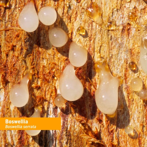 Vista lateral del envase de Boswellia