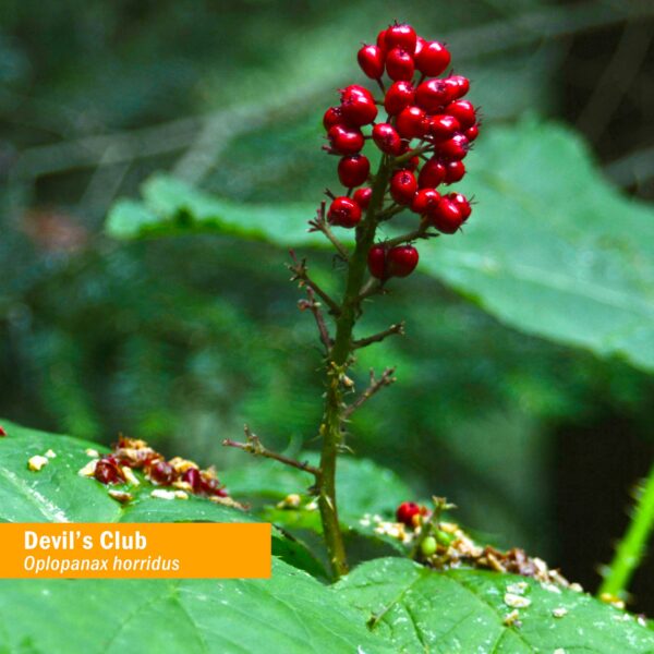 Version 1.0.0 Herb Pharm Devil's Club extracto raíz envase cerrado