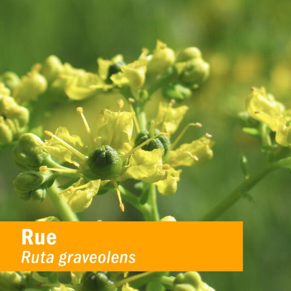 Paquete doble de extracto de Rue orgánico Herb Pharm