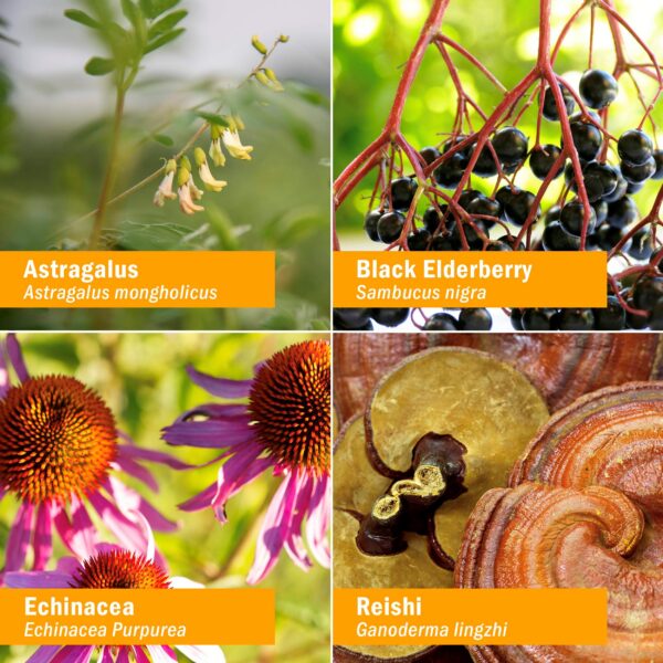 Herb Pharm fórmula herbal infantil con saúco y equinácea