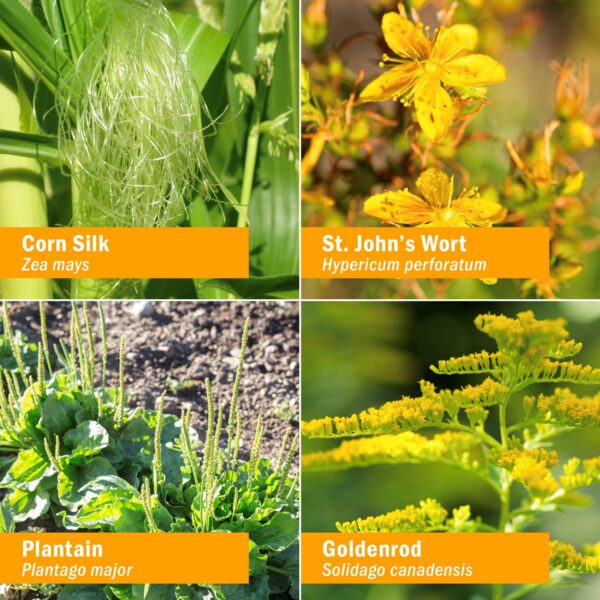 Version 1.0.0 Frasco de fórmula calm bladder Herb Pharm para salud