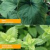 Herb Pharm relajante kava vegano sin gluten