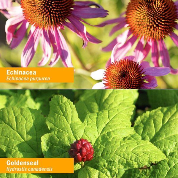 Botella Herb Pharm boost inmunológico con ingredientes orgánicos