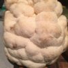 Hericium erinaceus o Lion's Mane hongo medicinal