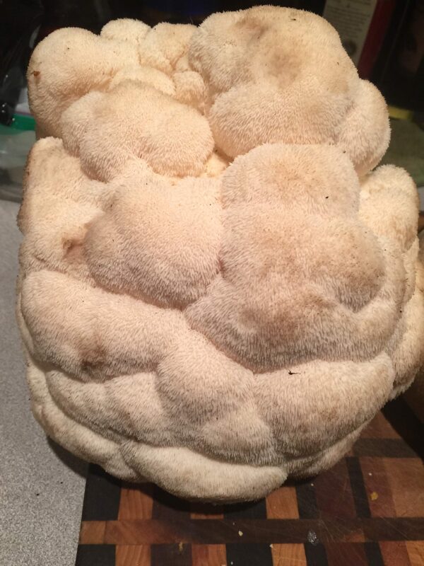 Hericium erinaceus o Lion's Mane hongo medicinal