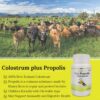 Hi Well Propolis Calostro envase 180 tabletas
