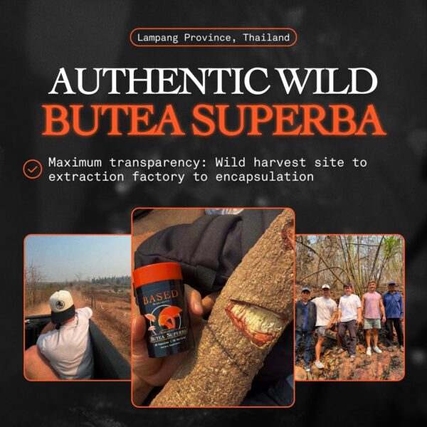 Hierba tradicional tailandesa Butea Superba extracto natural