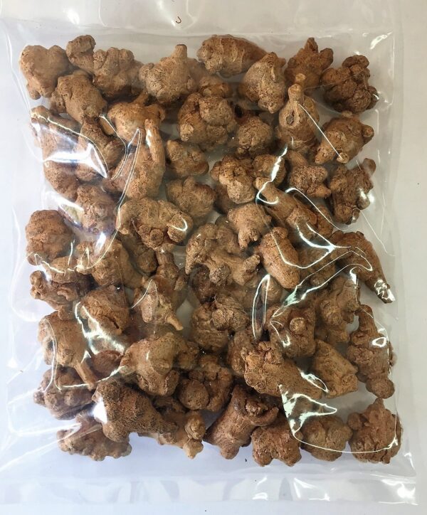 Hierbas Panax Notoginseng Tian Qi San Qi tradicional china