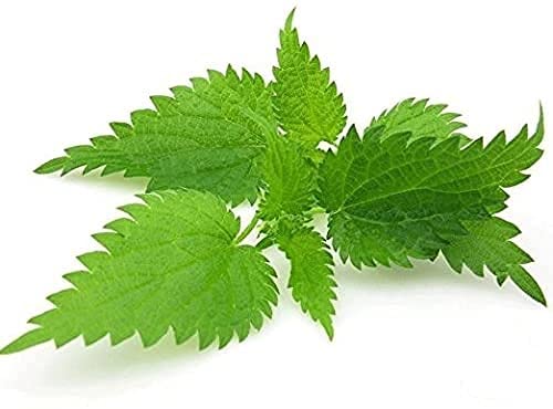 Version 1.0.0 Hoja de ortiga premium cosechada localmente