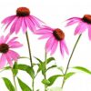 Detalles de la hierba de Echinacea purpurea natural en bolsa