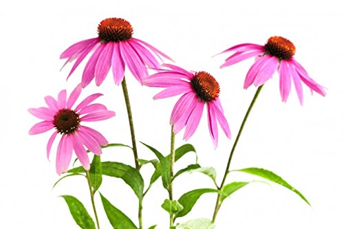 Detalles de la hierba de Echinacea purpurea natural en bolsa