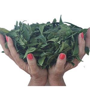 Hojas de neem orgánicas frescas para té y salud All About Neem