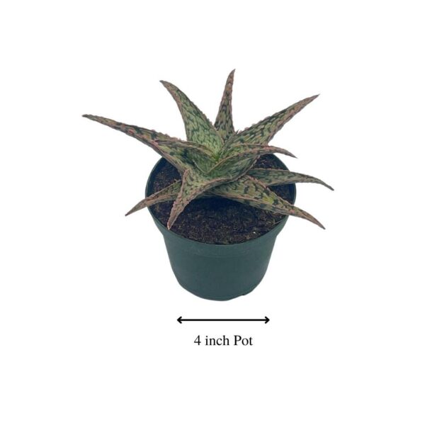 Vista cercana de hojas con manchas blancas de aloe copo de nieve