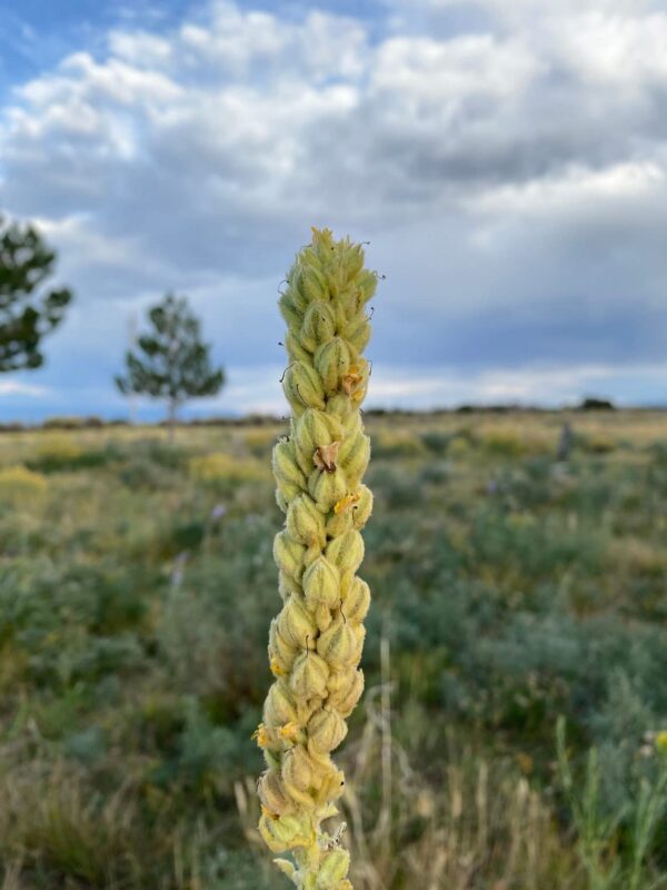 Version 1.0.0 Té de hojas de gordolobo americano en paquete de 16 onzas