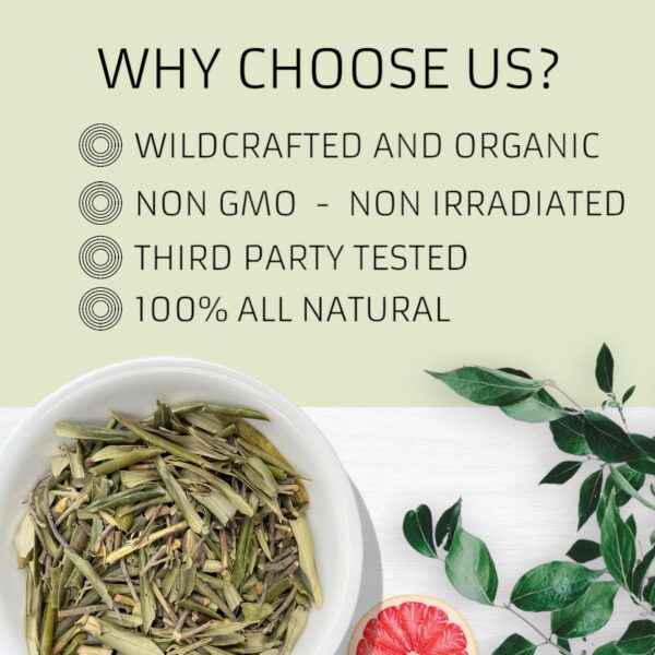 Sacando hojas secas de olivo Evergreen Herbs para infusión