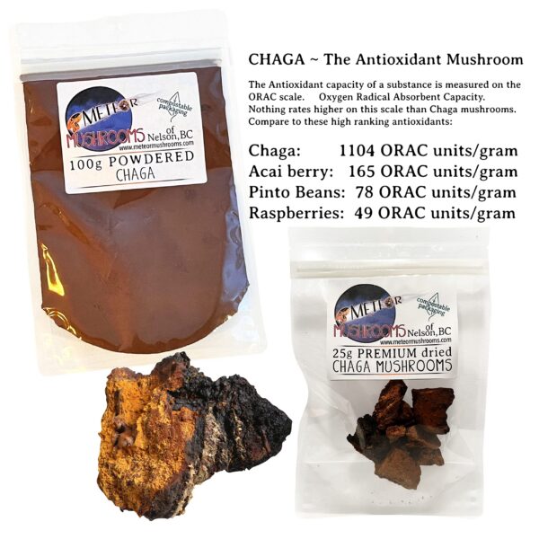 Hongo Chaga - Beneficios para la salud