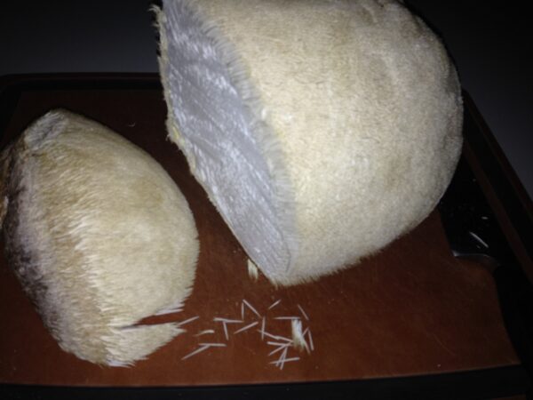 Hongo Melena de León creciendo en tronco de roble