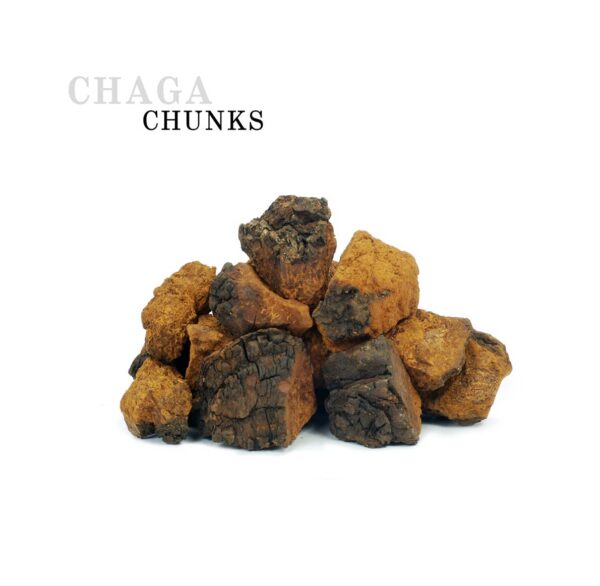 Hongos chaga de Siberia en trozos para infusiones