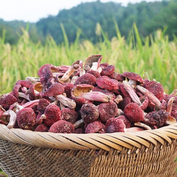 Hongos Russula Rojo Seco mostrando su textura