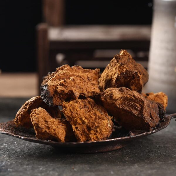 Hongos secos chaga para preparación de té natural