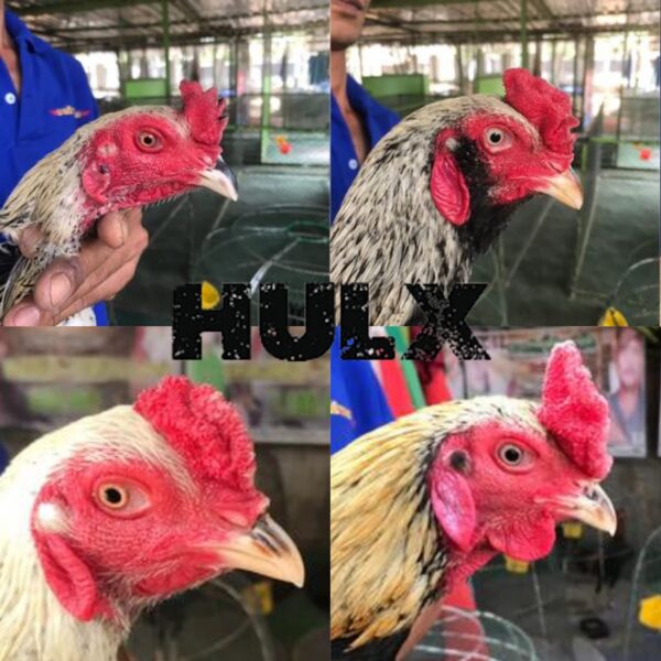 Version 1.0.0 Frasco con etiqueta y tabletas