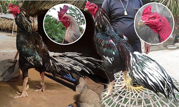 Vista de tabletas HULX Mega PPR 926