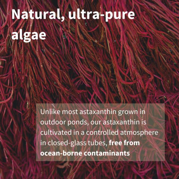 Etiqueta trasera Igennus Vegan Astaxanthin