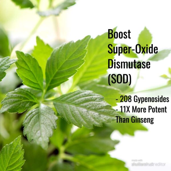 Caja de Jiaogulan Immortalitea y frasco