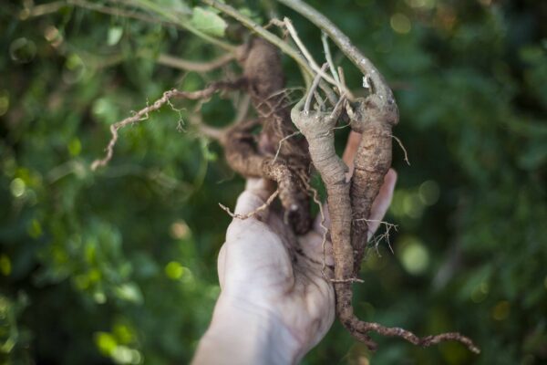 Ingredientes orgánicos de Maui Ashwagandha y Jengibre
