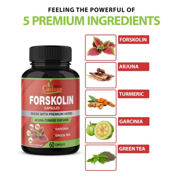 Ingredientes naturales para suplemento orgánico forskolina