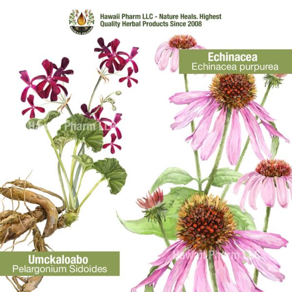 Version 1.0.0 Suplemento herbal líquido para fortalecer el sistema inmunológico