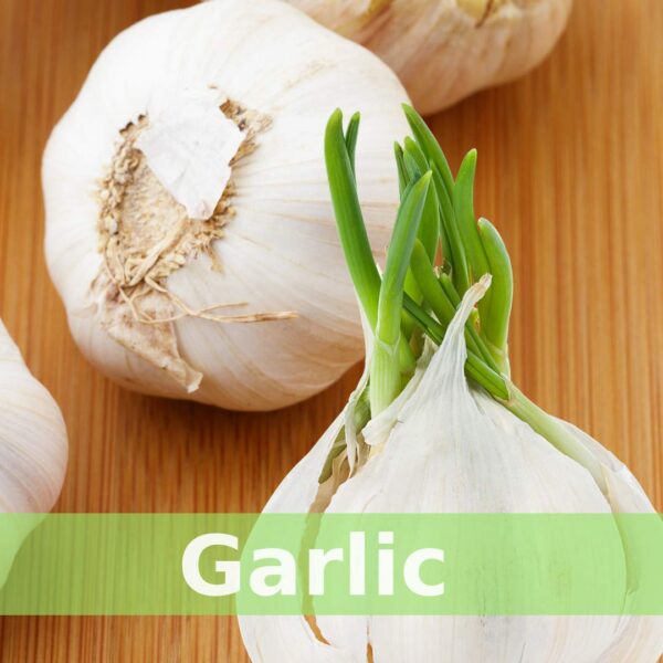 Version 1.0.0 Círculo de ingredientes orgánicos en tónico SpeedyVite