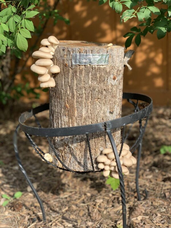 Instrucciones para cultivo de hongos con dedales.