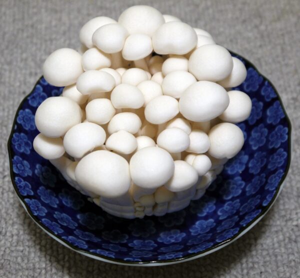 Instrucciones para el cultivo líquido de hongos Root Mushroom Farm