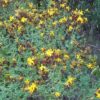 Instrucciones de cultivo semillas Hierba de San Juan Hypericum perforatum