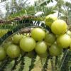 Instrucciones y etiqueta producto Amla & Beyond Dr. Gumman