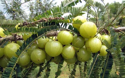 Instrucciones y etiqueta producto Amla & Beyond Dr. Gumman