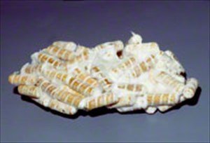 Instrucciones para inoculación de Shiitake