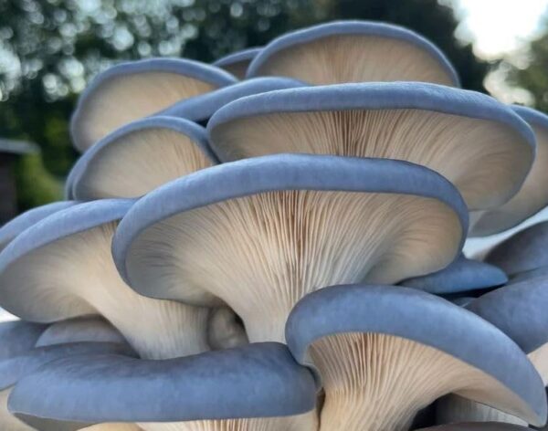 Inyectando cultivo líquido en bolsas de grano para crear spawn