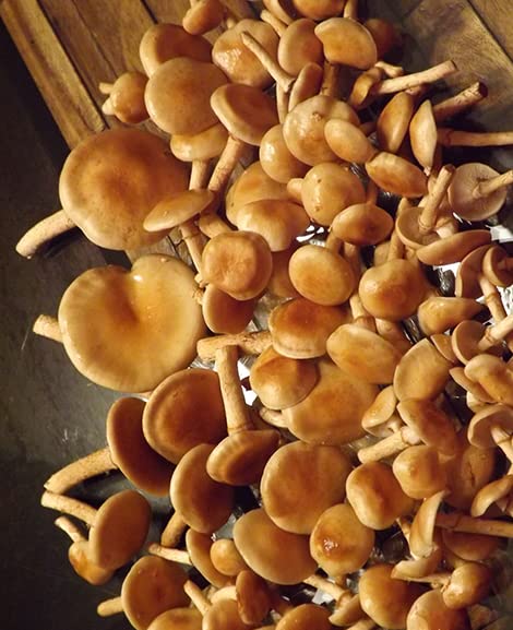 Version 1.0.0 Jeringa de cultivo líquido de hongos Nameko